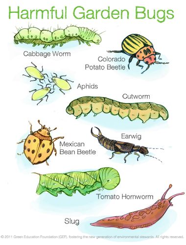 Harmful Bugs - Green Education Foundation | GEF | Sustainability Education Sustainability Education, Lawn Pests, Types Of Bugs, Grey Matter, Garden Bugs, Garden Insects, Garden Pest Control, Garden Pests, Veggie Garden