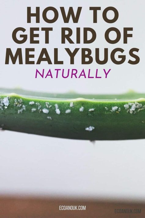 How To Get Rid Of Powdery Mildew On Plants, Mealy Bugs On House Plants, How To Get Rid Of Mealy Bugs On Plants, Mealy Bugs How To Get Rid Of, Get Rid Of Mealy Bugs, White Bugs On Plants, Grow Seeds, Bug Infestation, Pest Repellent