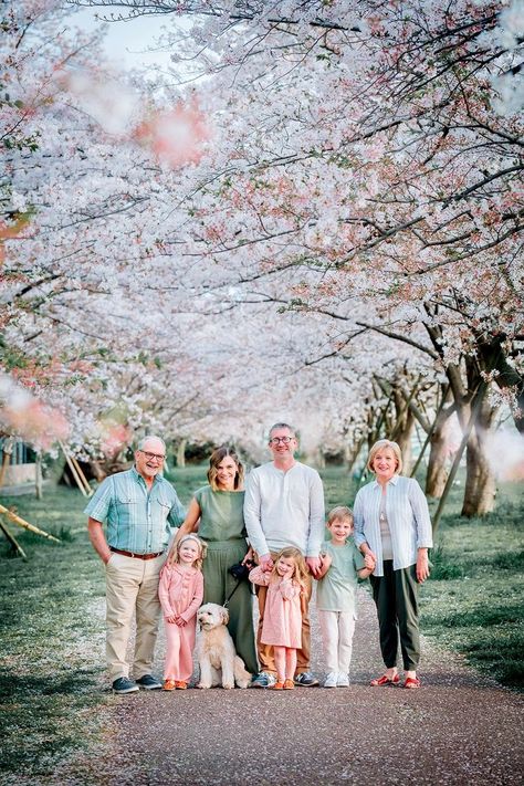 Family portrait under cherry blossom in Tokyo Japan Spring, Cherry Blossom Japan, Family Portrait Poses, Spring Photoshoot, Spring Photos, Japan Photo, Family Photo Outfits, Photo Outfit, Photographer Wedding