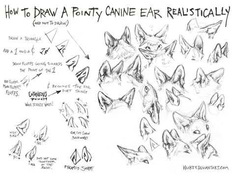 How to draw a pointy canine ear realistically | via selkirex of Tumblr Ears Tutorial, How To Draw Ears, Canine Drawing, Fox Drawing, Wolf Ears, 강아지 그림, Fox Ears, Wolf Drawing, Poses References