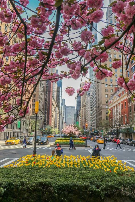 Park Avenue Nyc Aesthetic, Park Avenue Aesthetic, Nyc In Spring, Park Avenue Nyc, Spring In Nyc, Fifth Avenue Nyc, Spring Nyc, New York Noel, Nyc Spring