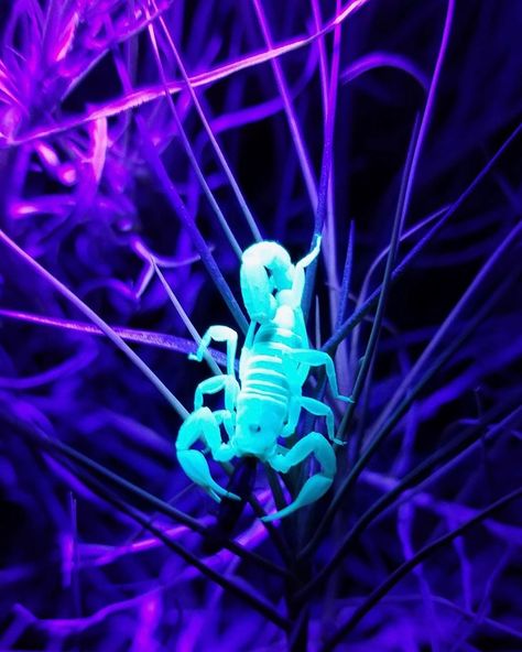 Uv Aesthetic, Law Of Divine Oneness, Divine Oneness, Nightmare Art, The High Republic, High Republic, Cool Bugs, Flora Y Fauna, Goth Girl