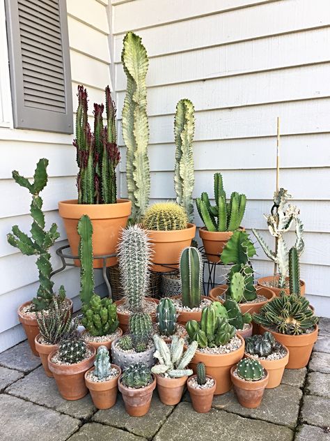 Cactus Pots & Planters, Cacti In Pots Outdoors, Cactus Display Outdoor, Outdoor Cactus In Pots, House Cactus Plants, Cacti Garden Outdoor, Jardin Cactus Exterior, Potted Cactus Outdoor, Desert Plants In Pots