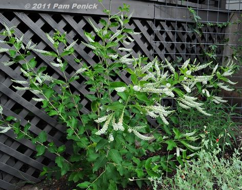 Sweet almond verbena : fragrant Argentinian shrub, drought tolerant once established Sweet Almond Verbena, Almond Verbena, Almond Fragrance, Southern Gardens, Drought Tolerant Shrubs, Florida Landscape, Texas Summer, Compost Pile, Bees And Butterflies