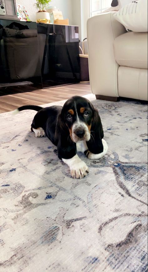 Hound Dog Puppy, Basset Hound Puppy Aesthetic, Basset Hounds Puppy, Puppy Basset Hound, Cute Basset Hounds, Basset Hound Aesthetic, Basset Hound Tattoo, Bassett Hound Puppy, Hound Tattoo