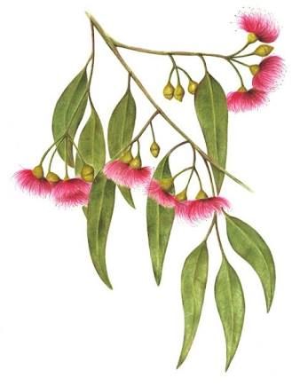 Eucalyptus Australian Tattoo, Australian Wildflowers, Australian Flowers, Australian Native Flowers, Australian Plants, Australian Native Plants, Illustration Botanique, Australian Native, Plant Drawing