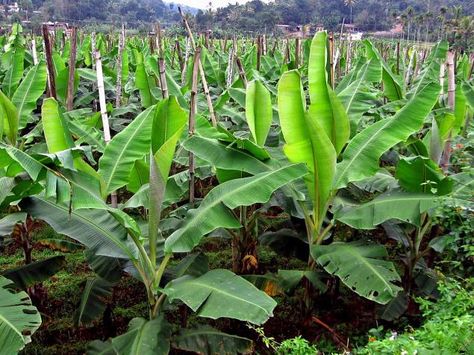 Banana Varieties - Common Banana Types in Kerala Banana Tree Background, Musa Banana Tree, Banana Tree With Fruit, Banana Harvesting, Banana Farm, Banana Types, Agriculture Photography Farmers India, Banana Varieties, Farming Guide