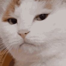 Cat Mwah Kiss, Sleep Gif, Sleeping Gif, What Gif, Gif Sticker, Pet Hospital, Anime Sites, Kitten Gif, Cute Cat Gif