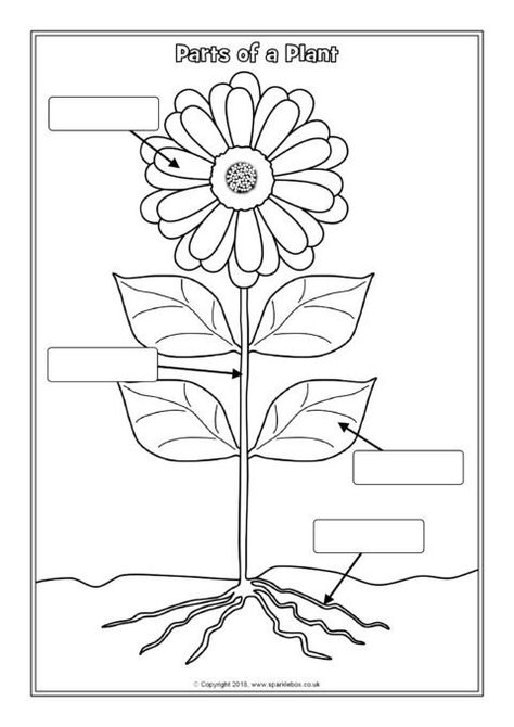 Parts of a Plant Labelling Worksheets (SB12380) - SparkleBox Label The Parts Of A Plant, Part Of Plants For Kids, Parts Of Plant Worksheet, Plant Parts Activities, Parts Of Plants Activities, Parts Of Plants Activities For Kids, Plant Parts Worksheet, Parts Of A Plant Craft, Part Of Plants Activities