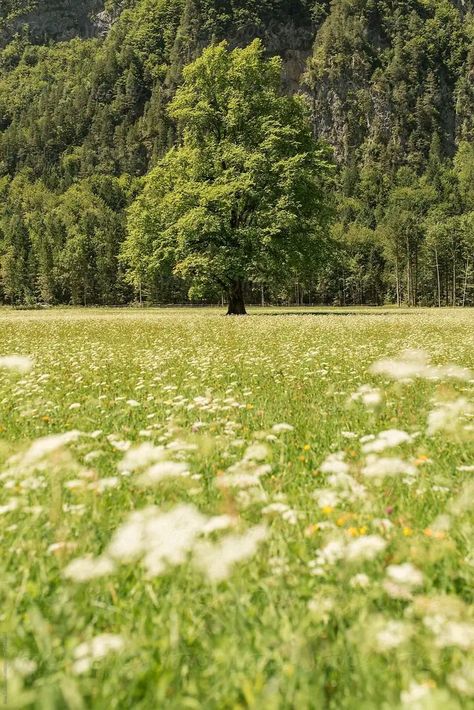 Pretty Green Landscape, Green Fields Photography, Green Fields Aesthetic, Lush Green Landscape, Big Field Aesthetic, Mid Afternoon Aesthetic, Big Tree Aesthetic, Landscape Green Aesthetic, Green Mountain Aesthetic