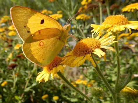 Hufflepuff Aesthetic, Butterfly Images, Yellow Butterfly, Yellow Aesthetic, + Core + Aesthetic, Aesthetic Colors, Yellow Flower, Mellow Yellow, Cool Stuff