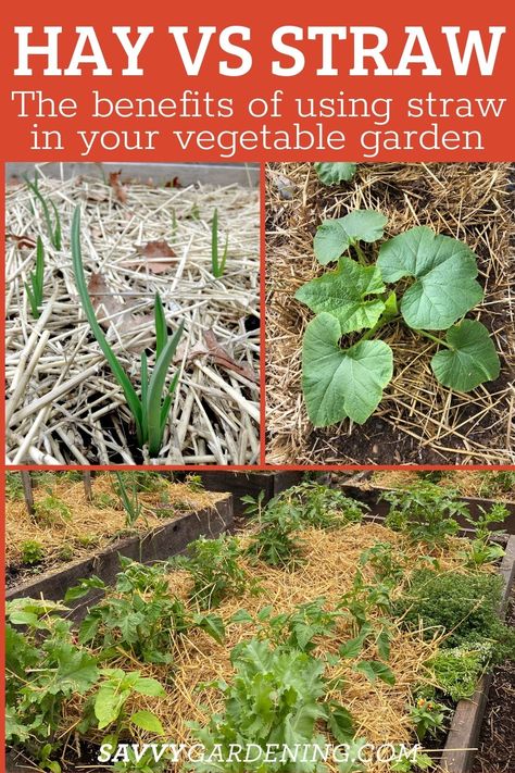 Mulching Vegetable Garden, Vegetable Garden Inspiration, Wallpapers Fall Aesthetic, Hay Garden, No Till Gardening, Kitchen Garden Ideas, Garden Inspiration Ideas, Straw Garden, Homestead Garden Layout