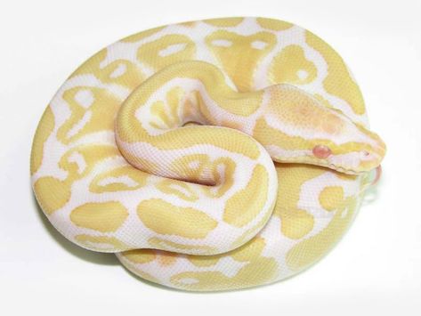 Albino Ball Python- If I were to ever get another BP it would be an Albino. I've always wanted one :) Albino Ball Python, Baby Ball Python, Reticulated Python, Python Regius, Pretty Snakes, Yellow Snake, Ball Python Morphs, Ball Pythons, Snake Lovers