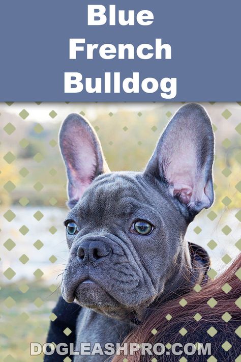 Blue French Bulldog French Bulldog Information, French Bulldog Prices, Blue French Bulldog, Blue French Bulldog Puppies, French Bulldog Breeders, Grey French Bulldog, French Bulldog Mix, Blue Frenchie, French Bulldog For Sale