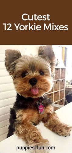 Yorkie Mix Haircut, Terrier Mix Dogs Haircuts, Chorkie Full Grown, Yorkie Puppies For Adoption Near Me, Yorkipoo Full Grown, Yorkie Mixed Breeds, Morkie Full Grown, Chorkie Haircut, Girl Yorkie Haircut