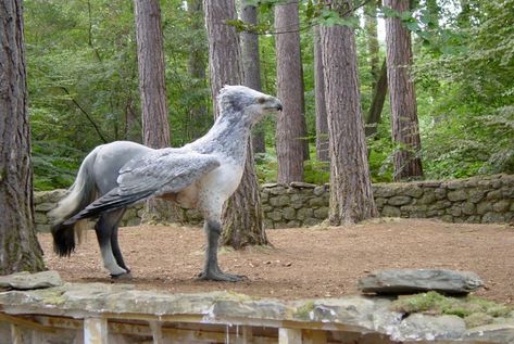 Buckbeak. Harry Potter Creatures, Rubeus Hagrid, Beast Creature, Hogwarts Aesthetic, Mythical Animal, Unicorn Art, Harry Potter Wallpaper, Harry Potter Aesthetic, Mythological Creatures