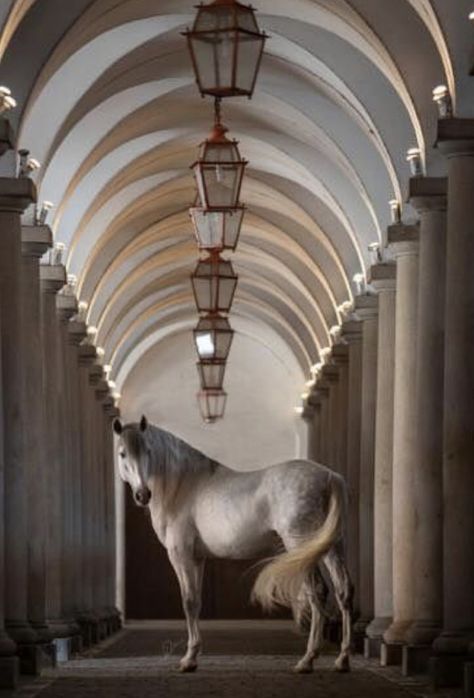 Wallpaper Horse Aesthetic, Wallpaper Horse, Aesthetic Horse, Lusitano Stallion, Horse Background, Lusitano Horse, Horse Running, Horse Inspiration, Running Horse