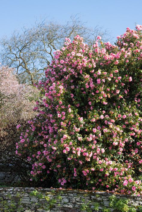 Mammoth camellias grow en masse in Cornwall. See more at Landscaping Ideas: The Case for Camellias. Photograph by Heather Edwards. Camellia Shrub Landscaping, Camellia Shrub, Camelia Tree, Landscaping 101, Camellia Tree, Camellia Plant, Garden Problems, Meteor Garden 2018, Magic Garden