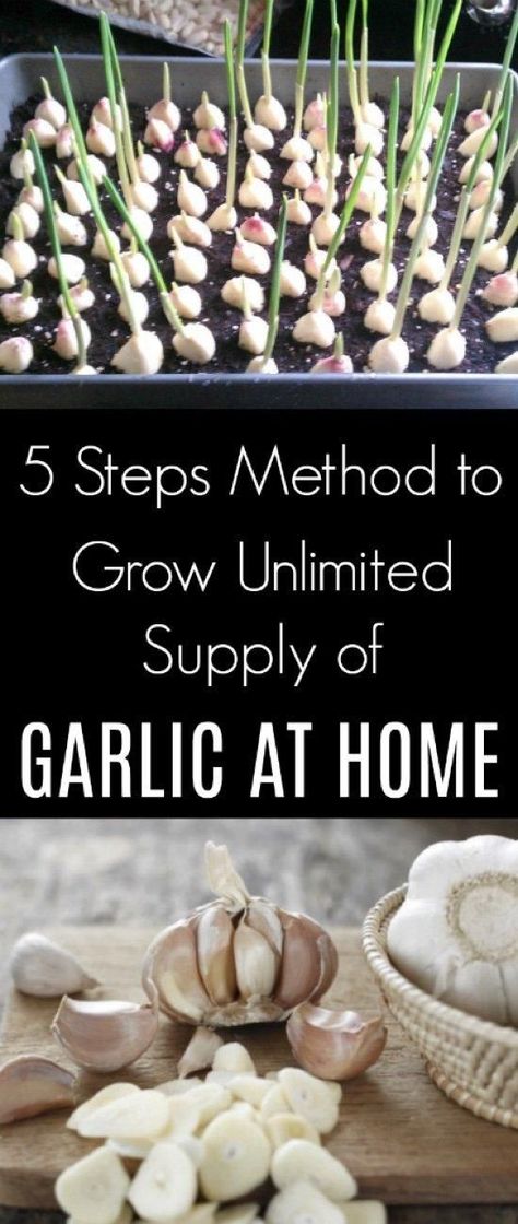 5 Steps Method to Grow Unlimited Supply of Garlic at Home Garlic Plant, Garlic Growing, Plantarea Legumelor, Gemüseanbau In Kübeln, Regrow Vegetables, Indoor Vegetables, Gardening Vegetables, Growing Garlic, Healing Foods