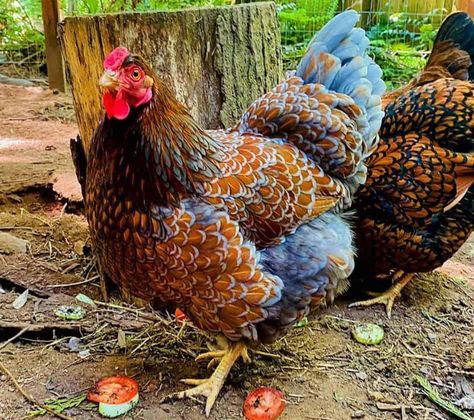 Coop Ideas Chicken, Wyandotte Chicken Eggs, Blue Laced Wyandotte, Blue Laced Red Wyandotte, Chicken Coop Backyard, Chicken Coop Ideas, Wyandotte Chicken, Backyard Chicken Coop, Blue Chicken