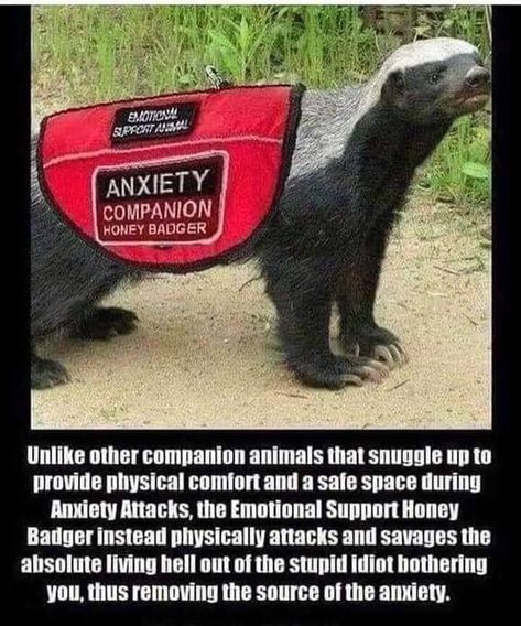 Emotional Support Animal, Honey Badger, Crazy Stuff, Beautiful Cat Breeds, Top Memes, Funny As Hell, Animal Companions, Emotional Support, Safe Space