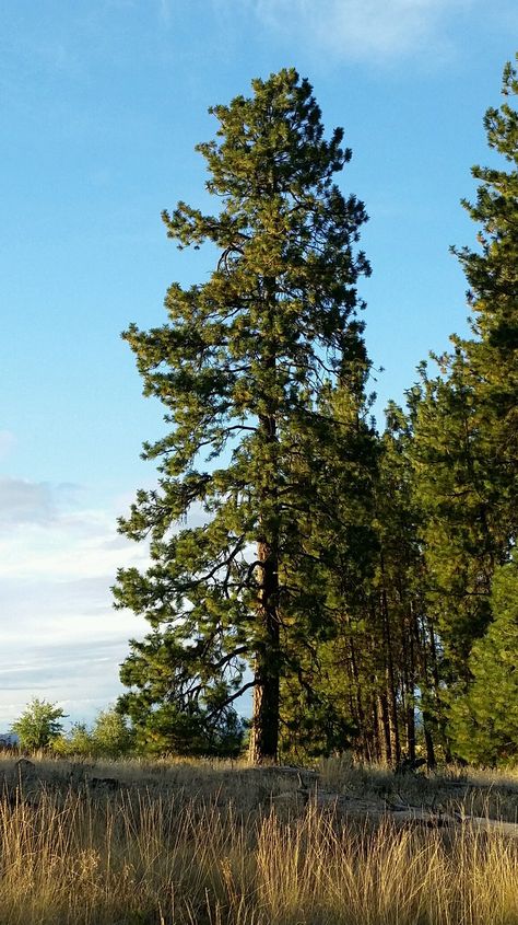 Tall Pine Trees, Droopy Pine Tree, Shore Pine Tree, Ponderosa Pine Tree, Paynes Prairie Preserve State Park, Ponderosa Pine, Tree Study, Two Trees, Model Train Scenery