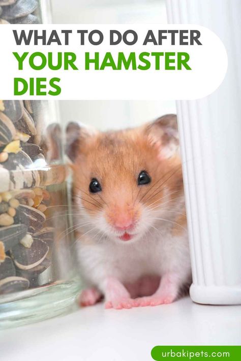 At Victoria Raechel, we understand that losing a beloved pet can be incredibly difficult. Today, we're here to offer guidance on what to do after your hamster dies and how to handle your used hamster supplies with care. 1. Take Time to Grieve: First and foremost, it's important to allow yourself time to grieve the loss of your hamster. It's natural to feel a range of emotions, and it's okay to take the time you need to process your feelings. 2. Properly Dispose of Your Hamster... Victoria Raechel, My Hamster Died, Hamster Tips, Hamster Supplies, Rabbit Behavior, Hamster Life, Hamster Diy, Low Maintenance Pets, Hamster Care