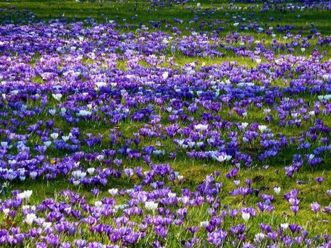 Growing Saffron, Saffron Plant, Ground Cover Seeds, Saffron Crocus, Saffron Flower, Robotic Lawn Mower, Crocus Flower, Peat Moss, Replant