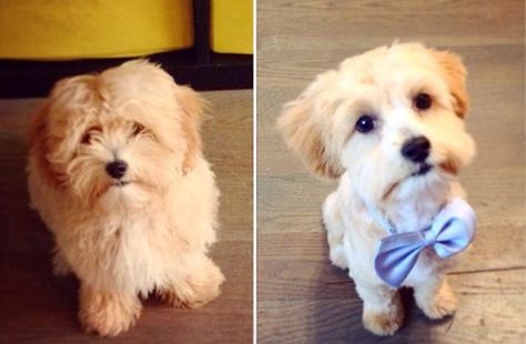 15 Dogs Before And After Their Spring Haircuts - The Dodo Maltipoo Haircuts, Havanese Haircuts, Goldendoodle Haircuts, Baby Pomeranian, Puppy Haircut, Spring Haircuts, Maltipoo Dog, Dog Grooming Styles, Puppy Cut