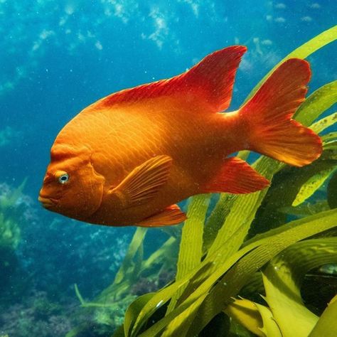 Catalina Island on Instagram: “Get undersea and discover a whole new world! The Garibaldi is the California state marine fish. These fish, with their bright orange color,…” Garibaldi Fish, Backyard Mural, Illustrated Alphabet, Water Creatures, Orange Fish, Marine Fish, Beautiful Water, Animal Drawing, Catalina Island