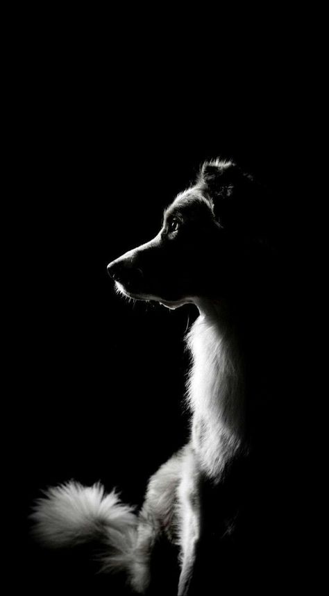 Black And White Dog Photography, Studio Pet Photography, Dog Photography Ideas Creative, Dog Portraits Photography, Dog Studio Photography, Dog Photography Creative, White Dog Photography, Strobist Photography, Pet Photography Poses