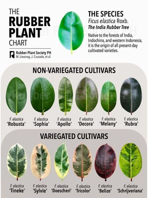 (20+) Plants and Me - 🍃The Rubber Plant Chart 🍃 -ctto- | Facebook Plant Identification Chart, Leaf Identification Chart, Plant Leaf Identification, Plant Chart, Ficus Religiosa, Carnivorous Plants Terrarium, Leaf Identification, Rubber Tree Plant, Plant Care Houseplant