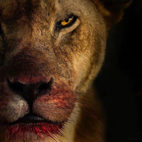 🌿 Nature And Wildlife 🌿 on Instagram: “Lioness in the darkness 🌘 • • • Photo by @shaazjung  Make sure to double tap ❤️ and comment to help the page grow 💫 • • • Follow…” Lion Aesthetic Dark, Lioness Aesthetic, Lion Aesthetic, Fantasy Lion, Lion Book, Lion Quotes, Story Arc, Cute Disney Wallpaper, Aesthetic Dark