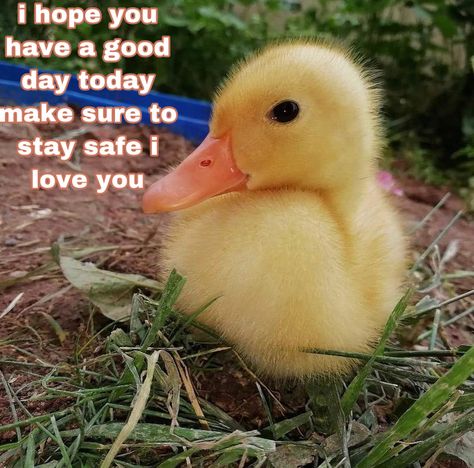 Duck Love Quotes, Good Morning Wholesome, Wholesome Encouragement, Send To Bestie, Reply Pics, Friend Crush, Big Thief, Love You Meme, Cheer Up Quotes