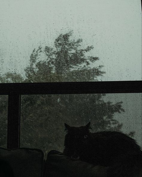 Moody Aesthetic, Close To Home, Great Outdoors, Summer Season, Rainy Day, The Great Outdoors, Tips And Tricks, Summer Vibes, Black Cat