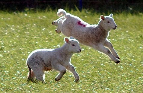 Disciples Of Jesus, The Lamb Of God, Spring Lambs, Cute Lamb, Lamb Of God, Artsy Photos, British Summer, Sheep And Lamb, Cute Sheep