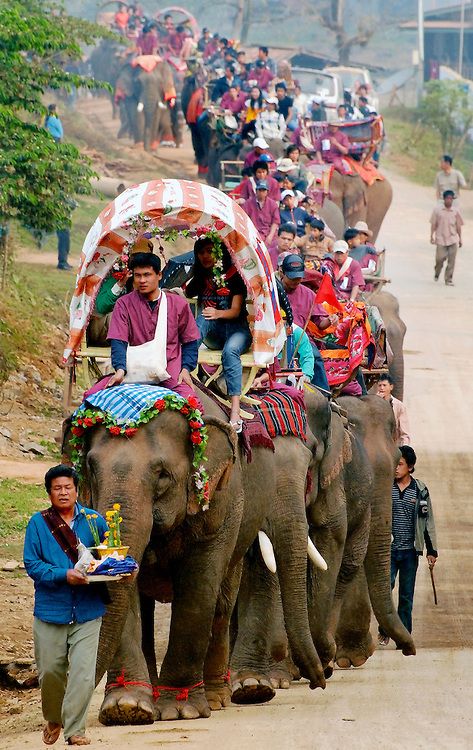 Elephant Festival Laos Landscape, Elephant Festival, Laos Culture, Elephant Parade, Se Asia, Laos, Vietnam, Elephant, Festival