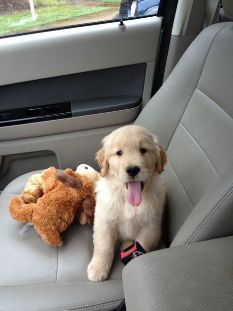 Dogs Lover, Golden Retriever Puppy, Dog Car, Retriever Puppy, Cute Dogs And Puppies, Golden Retrievers, Car Ride, Cute Animal Pictures