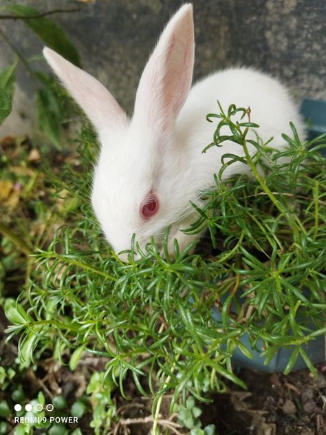 Cutest Animals On Earth, Rabbit Pictures, Animation Wallpaper, Hunny Bunny, Love Animation Wallpaper, Pet Animals, Cutest Animals, Bunny Rabbits, Flora Fauna