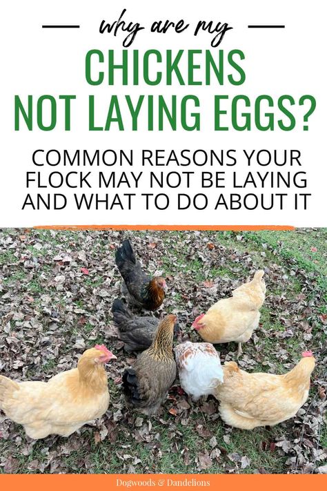 Molting Chickens, Pecking Order, Egg Laying Chickens, Types Of Chickens, Chicken Farming, Backyard Chicken Farming, Laying Hens, Raising Backyard Chickens, Backyard Flocks