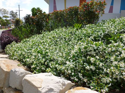 star jasmine as ground cover Coastal Ground Cover, Star Jasmine Ground Cover, Jasmine Ground Cover, King Island, Colonial Garden, Kerb Appeal, Ground Covers, Future Garden, Backyard Plants