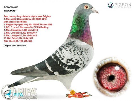 Racing pigeon auctioned for $1.4 million in Belgium Homing Pigeons, Pink Streaks, Racing Pigeons, Record Holder, March 20, Most Expensive, Business News, Pigeon, Paloma