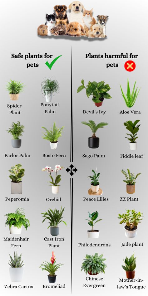 We’ve got a list of common plants that are safe for your 4 legged babies and also plants that should be avoided. Most of the time, plants are fine in the home as long as your pets don’t chew or ingest them. Indoor Plants Safe For Cats And Dogs, Plants Safe For Dogs, Dog Safe Plants, Cat Safe Plants, Cat Plants, Inside Plants, Dog Ideas, Pet Safe, Cats And Dogs