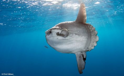 The Ocean Sunfish: Why The Rant Is Wrong - Album on Imgur Mola Mola Fish, Ocean Sunfish, Sun Fish, Mola Mola, Cape Point, Salt Water Fish, Komodo Dragon, Marine Fish, Underwater Creatures