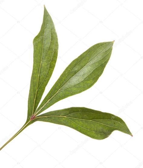 Peony Leaf, Leaf Photo, Peony Leaves, Flash Ideas, Tattoo Zeichnungen, Leaf Photography, Flora Flowers, Plant Lady, Flower Photos