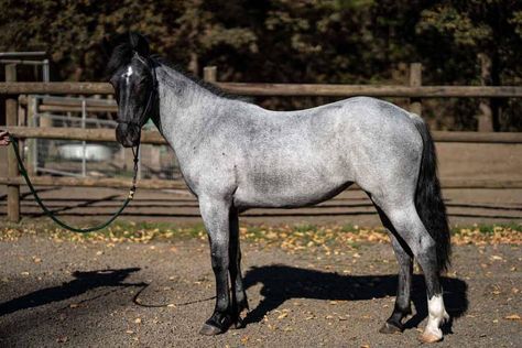 Ultimate horse coat color guide featuring mostly BLM mustangs. Lots of color variations covered including cream dilutions, roans, gray, pearl, champagne, paint and more. Blue Roan Thoroughbred, Blue Roan Warmblood, Blue Roan Horses, Blue Roan Horse, Roan Horse, Rare Horse Breeds, Blm Mustang, Horse Coat Colors, Warmblood Horses