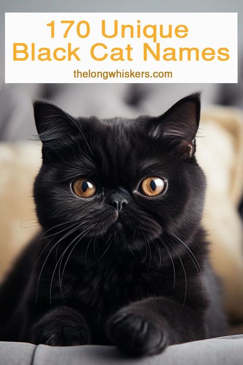 Black Exotic Shorthair cat Male Black Cat Names, Female Cat Names Unique, Tortoiseshell Cat Names, Black Cat Names, Canadian Cat, National Black Cat Day, Black Cat Pictures, Unique Cat Names, All Black Cat