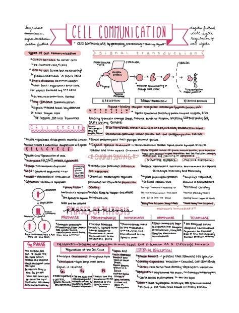 Biology Study Tips, Homeostasis Biology Notes, Ap Bio Unit 2 Notes, Biology Alevel Notes, Ap Bio Notes, Ap Biology Tips, Ap Bio Unit 1, A Level Biology Notes, Organisation Biology Notes