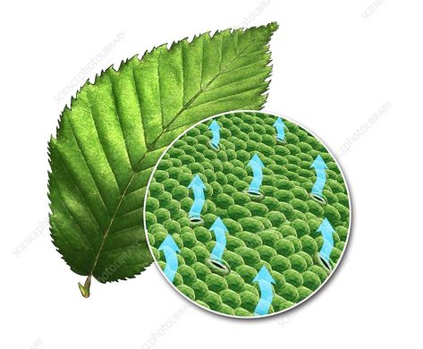 Leaf and transpiration, illustration - Stock Image - C030/2509 - Science Photo Library Biological Science, Library Website, Science Photos, Science Biology, Buy Prints, Photo Library, Plant Leaves, Jade, Stock Images