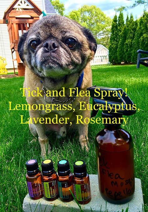 Essential oils for protecting yourself from ticks, fleas and mosquitoes Doterra Flea And Tick Spray For Dogs, Doterra Dogs, Tick Repellent For Dogs, Essential Oils For Fleas, Tick Spray For Dogs, Lou Dog, Flea Remedies, Essential Oils Dogs, Flea And Tick Spray